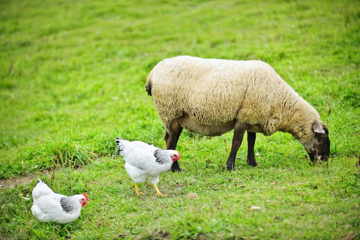 Chickens, Sheep, and the Art of Building Better Relationships